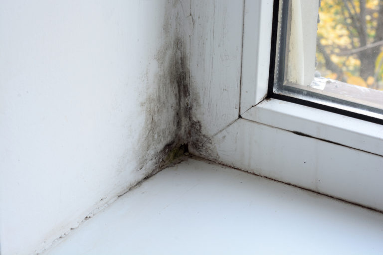 How to Get Rid of Mould in Your House 