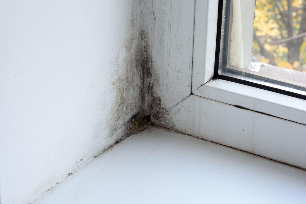 how to get rid of mould in your house