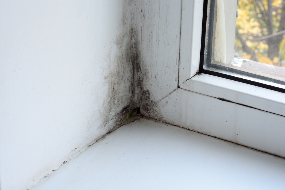 How To Get Rid Of Mould In Your House HomeCheck